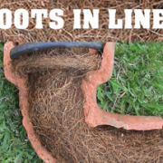 roots in sewer line