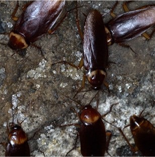 Cockroaches swarming brocken sewer