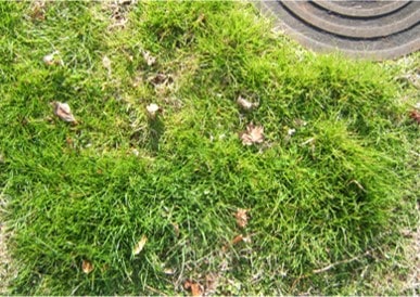 green patches in lawn from sewer