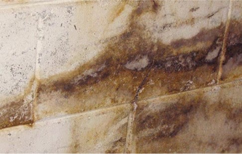 Mold on floors, walls from sewer